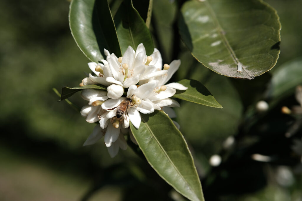 植物と人間_養蜂_ハチミツ
