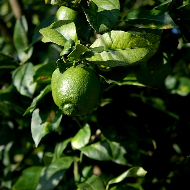 植物と人間　green lemon
