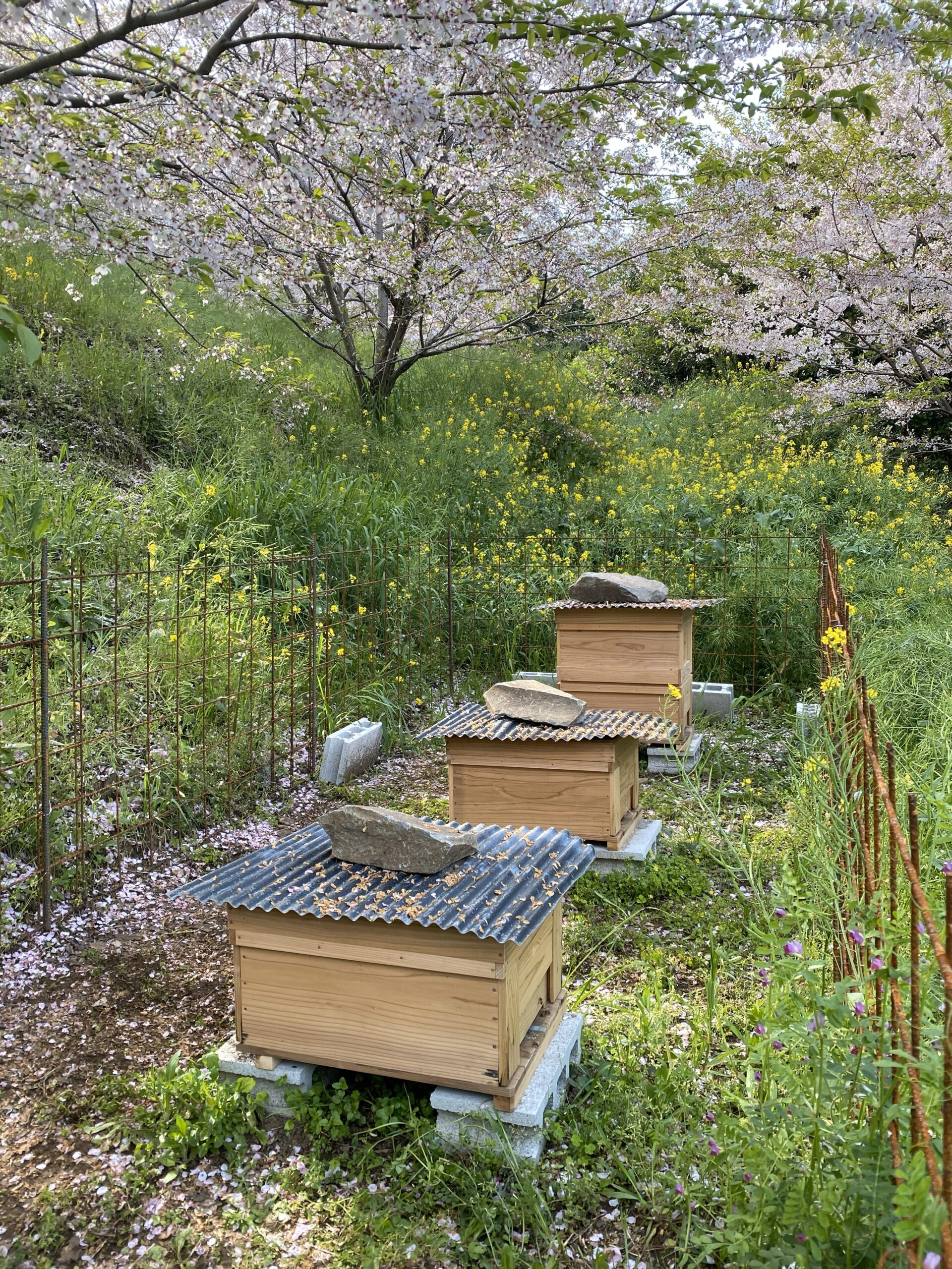 植物と人間_甘橘山_養蜂