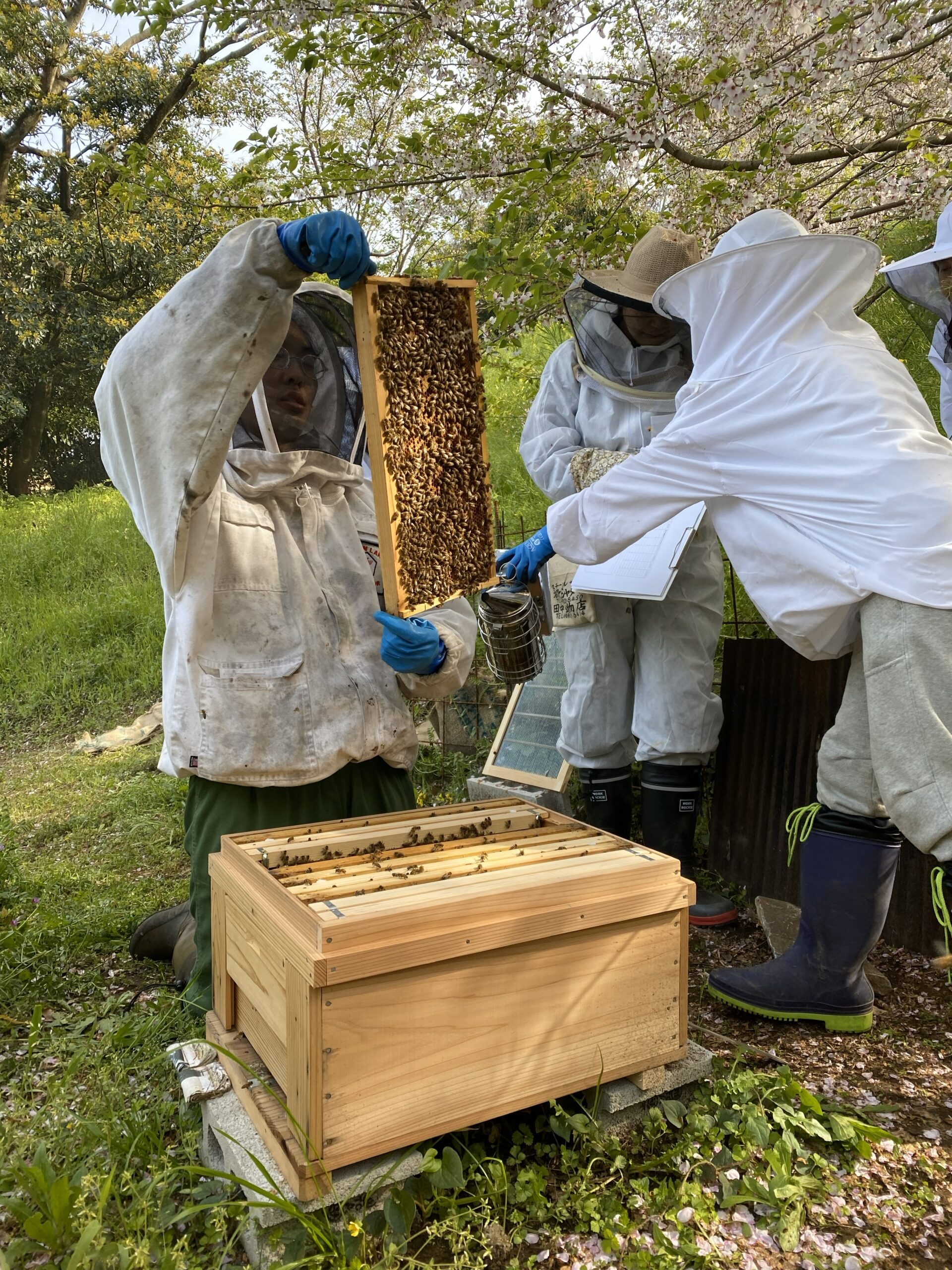 植物と人間_甘橘山_養蜂