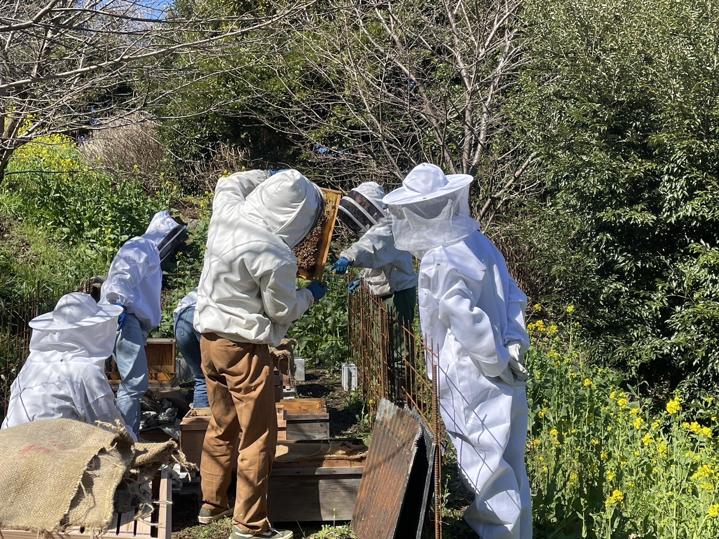 植物と人間_甘橘山_養蜂