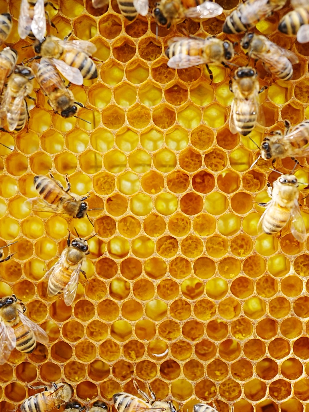 植物と人間_甘橘山_養蜂
