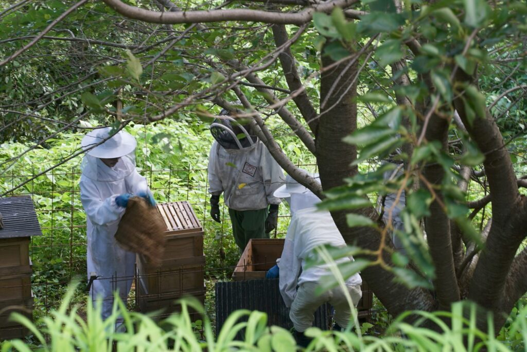 植物と人間_甘橘山_養蜂