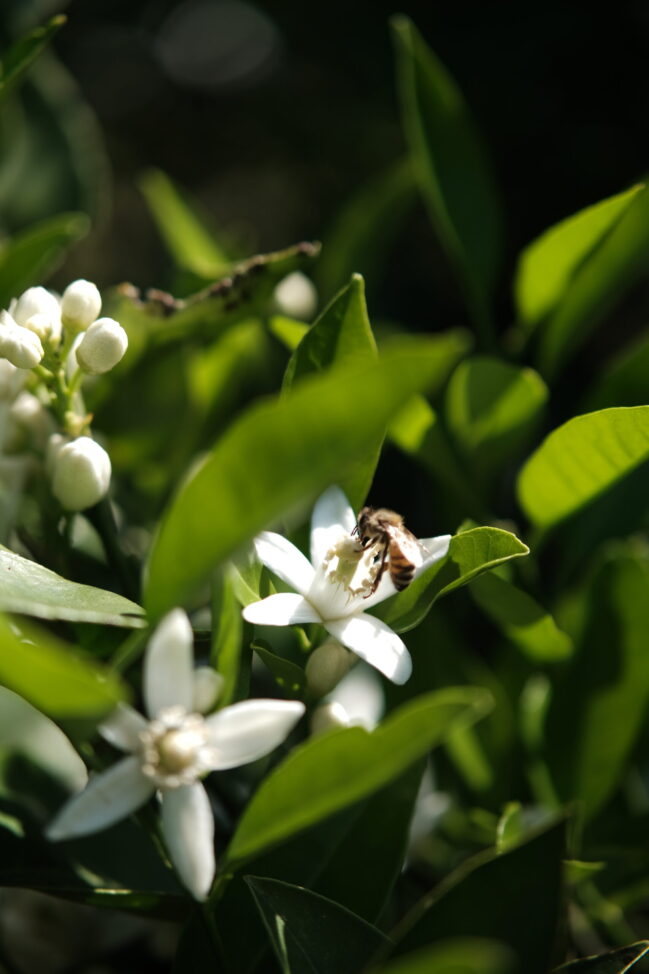 植物と人間_甘橘山_養蜂