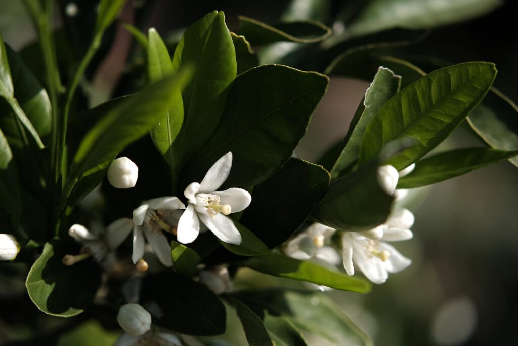 植物と人間 発酵レモネード Sima