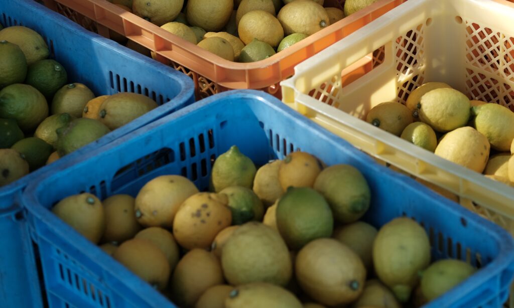 植物と人間 発酵レモネード Sima