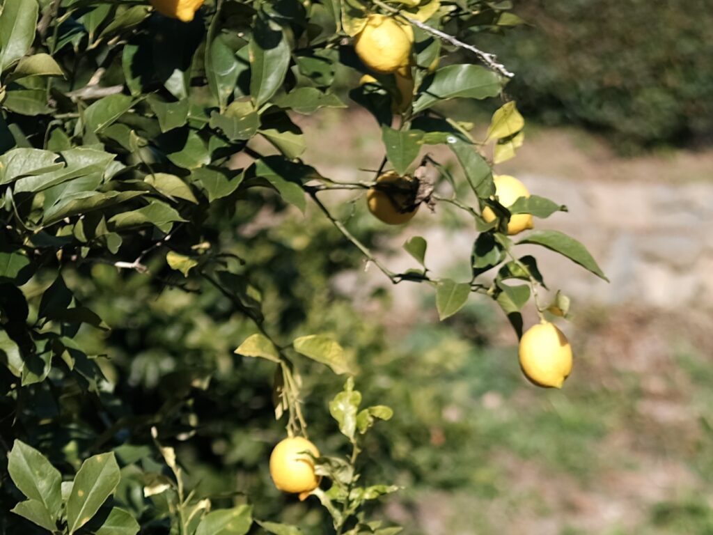 植物と人間 発酵レモネード Sima